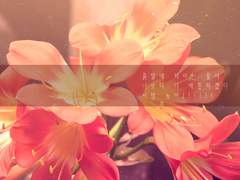 흙발에 치이는 꽃이 너보다 더 애틋하겠다. 시발 놈아!!!!!!