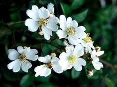 [율래] 당신이라는 계절에, 꽃이 피어나