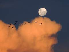 올가미카/ 너는 정말로 아름답다.