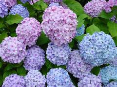 [타이캠] Summer Stars