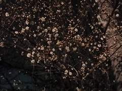 랑야방 썰 백업