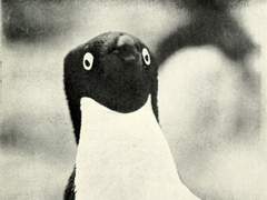 짹 삐잇삣 짹짹