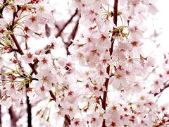 [쿠로바스/적흑/아카쿠로] 벚꽃