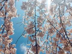 [쿠로츠키] 시한부