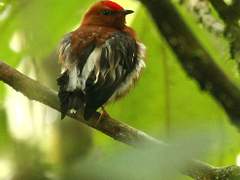 곤봉날개마나킨