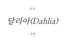 [단편연성/보쿠아카] 달리아(Dahlia)