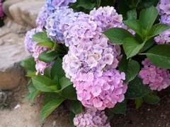 [쿠로츠키/보쿠아카] 제3체육관의 사계절