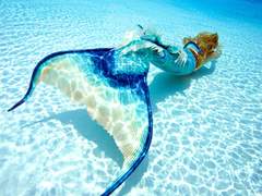 스팁버키/Domesticate