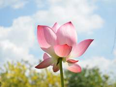 카르주나/ 신애 02.