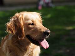 [스팁버키] 덕순이