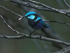 요정굴뚝새/말루루스속