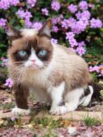 내일은 더 달콤하게