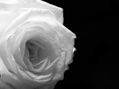 [원작/홈즈왓슨] 흰 장미.