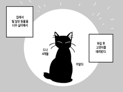 고양이를 데려와서