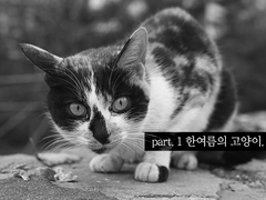 [하이큐/제3체육관]part.1 한여름의 고양이.