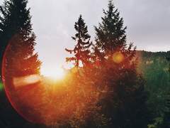 한 여름밤의 꿈