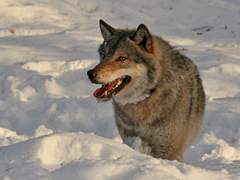 맥솔져 늑대와 나