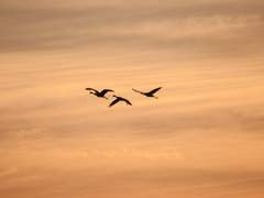 [맥한조] 천 번의 보름 3