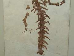 도롱뇽과의 전쟁: