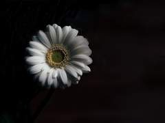 [레예맥] Flower of the storm