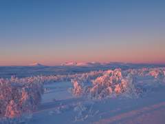 맥솔져 꿈의 주소