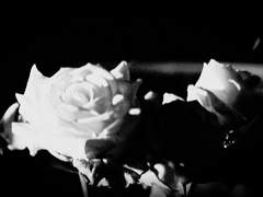 [메르X자리] 고백