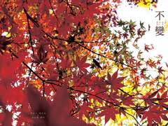 하이큐/쿠로켄_변하지 않은 것