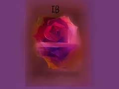 [ib] 보라색 장미