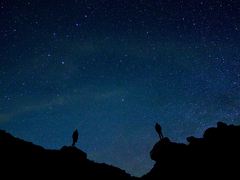 [스팍커크] Apple Green