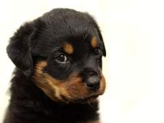 [럼벜] 멍수인 육아물