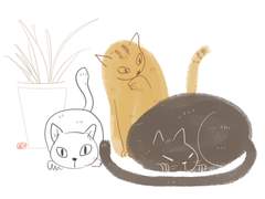 답은역시고양이