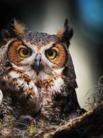 위도트레au [뱀파아멜리 반늑인레나]