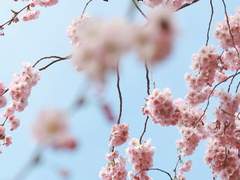 [하랑티엔]思春