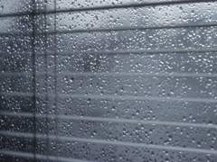 《위메리퍼》일상