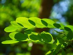 [라비유우ts] 가식의 꽃잎에 쌓여