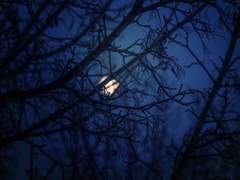 [스팁버키] 달빛 아래에 서서 -1-