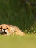 ㄴ 파라메르파라