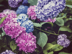 [i7]Blue Fever, pink dream