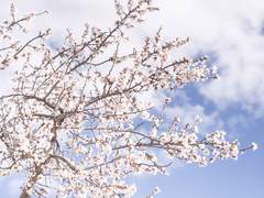 [이와카게] 조금 돌아가는 것뿐이야