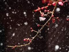 설중매 : 마지막 인사