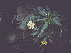 [마나네아] 금빛 유리꽃