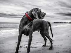 [스왑펠] 반항하는 개