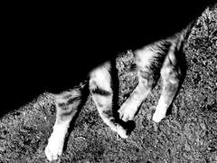 「귀야옹 씨의 조그만 상실에 관하여」