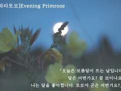 [와타토모]Evening Primrose