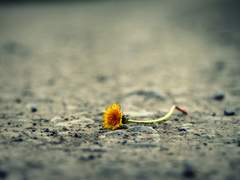 [아카야치] 거짓이었던 진실