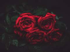 [SwapFell/프리샌] 장미와 칼