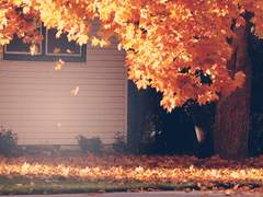 [켄히나]가을바람