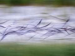 검은집게제비갈매기