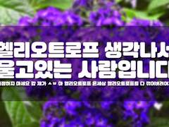 '네게 헬리오트로프를' 관련 Q&A