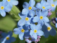 [데미만타/자각몽]